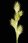 Greenwhite sedge